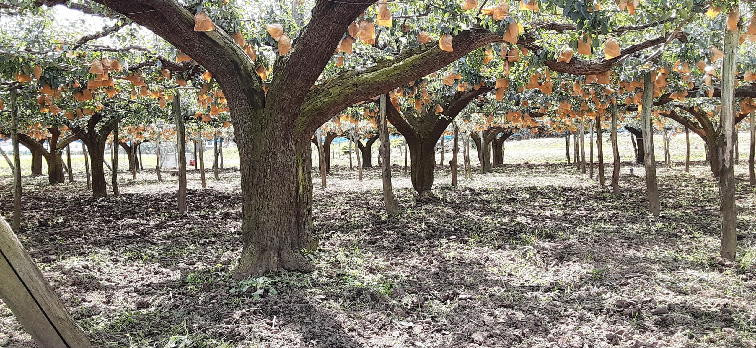 農場物語とは？